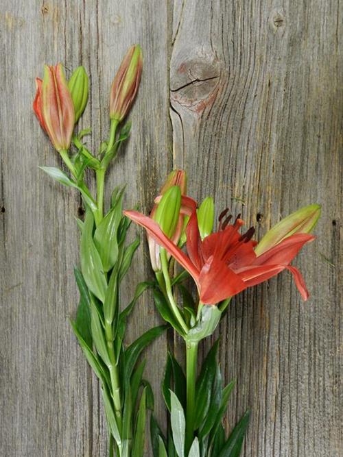 RED L.A. HYBRID LILIES